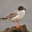 Swallow-tailed Gull